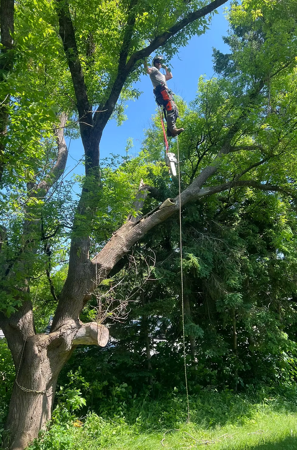 Leading Tree Removal Professionals in Ottawa