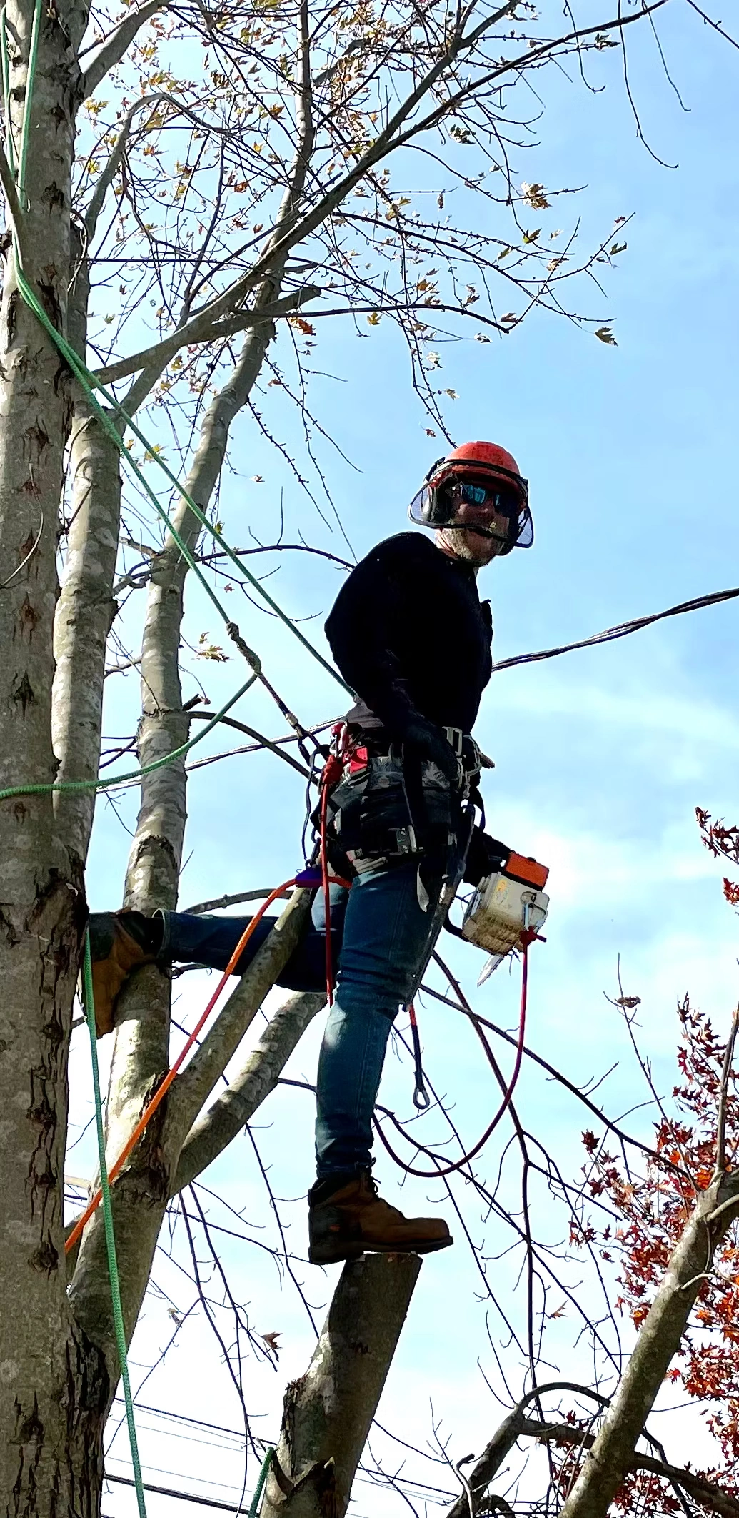 About Green Thumb Tree Specialists
