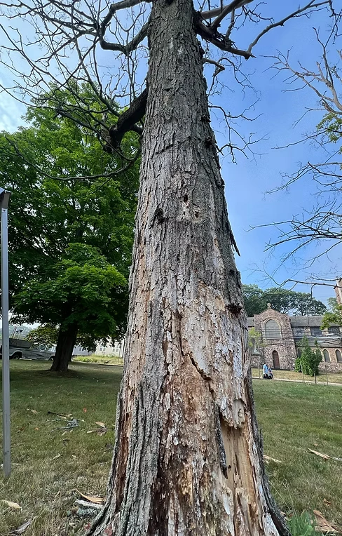 Leading Tree Removal Professionals in Ottawa