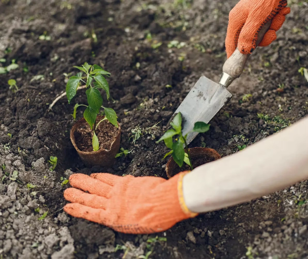 Leading Tree Removal Professionals in Ottawa